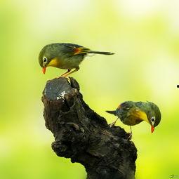 相思鸟繁殖视频,温馨互动见证爱情传奇